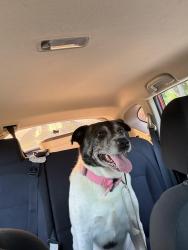 Lost Male Dog last seen Highway 249, Houston, TX 77038