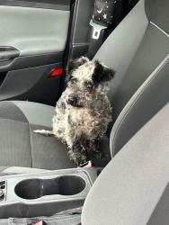 Reunited Male Dog last seen Bendix, Elkhart, IN 46516