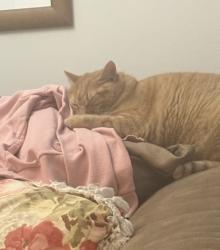 Lost Female Cat last seen Haverford, Greenwood, Marietta, GA 30067