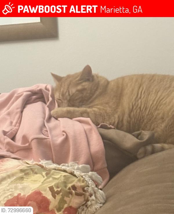 Lost Female Cat last seen Haverford, Greenwood, Marietta, GA 30067
