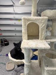 Lost Female Cat last seen Equestrian dr, Boca Raton, FL 33434