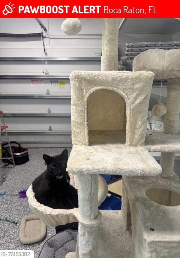 Lost Female Cat last seen Equestrian dr, Boca Raton, FL 33434