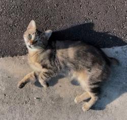 Lost Female Cat last seen Wyoming Ave and Grand Blvd, New Port Richey, FL 34652