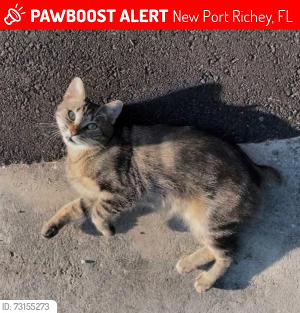 Lost Female Cat last seen Wyoming Ave and Grand Blvd, New Port Richey, FL 34652