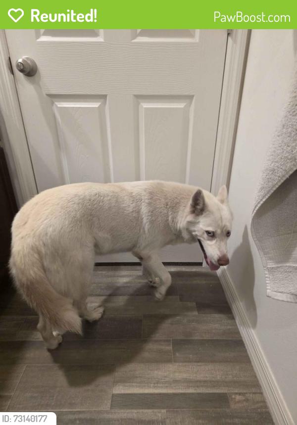 Reunited Female Dog last seen Sacramento Avenue SE, Palm Bay, FL 32909