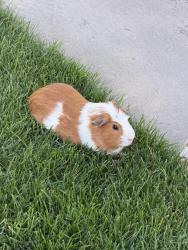 Lost Male Other last seen Near Shuttleworth Dr Erie, CO 80516 United States, Erie, CO 80516