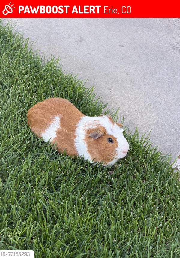 Lost Male Other last seen Near Shuttleworth Dr Erie, CO 80516 United States, Erie, CO 80516