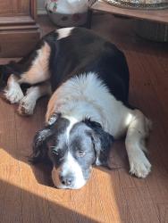 Lost Male Dog last seen Vineyards Creek rd , Cherokee rd, bells ferry rd, Madison County, GA 30629