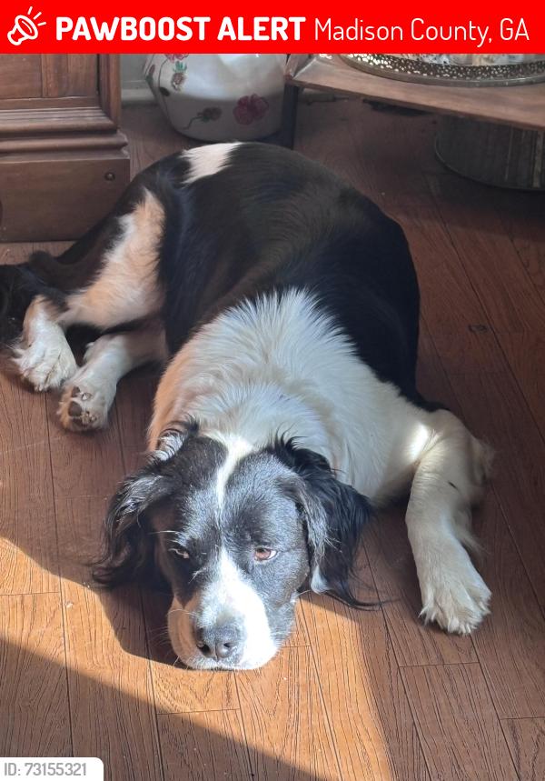 Lost Male Dog last seen Vineyards Creek rd , Cherokee rd, bells ferry rd, Madison County, GA 30629