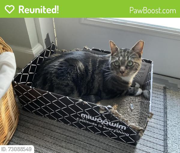 Reunited Male Cat last seen Near Fleet landing Blvd, Jacksonville, FL 32233