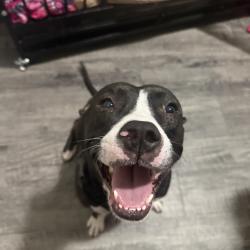 Lost Female Dog last seen Del valle high school, Travis County, TX 78617