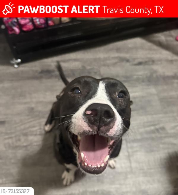 Lost Female Dog last seen Del valle high school, Travis County, TX 78617