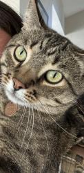 Reunited Male Cat last seen W Marlowe Ave and S Devinney St, Morrison, CO 80465