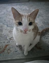 Lost Male Cat last seen Dale Mabry Elementary, Tampa, FL 33629