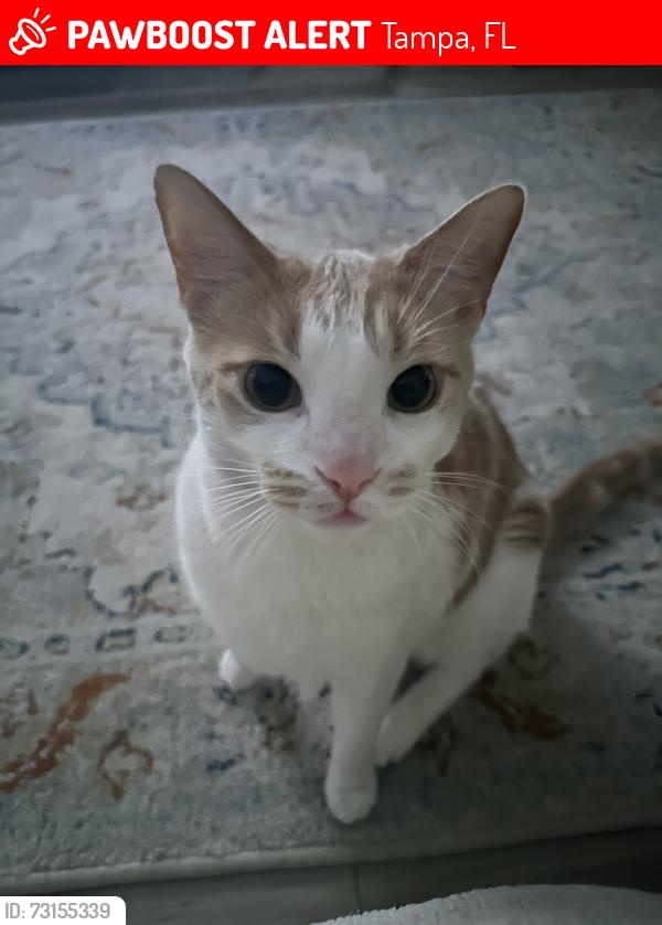 Lost Male Cat last seen Dale Mabry Elementary, Tampa, FL 33629