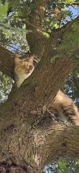 Found/Stray Unknown Cat last seen Hughson park, Hughson, CA 95326