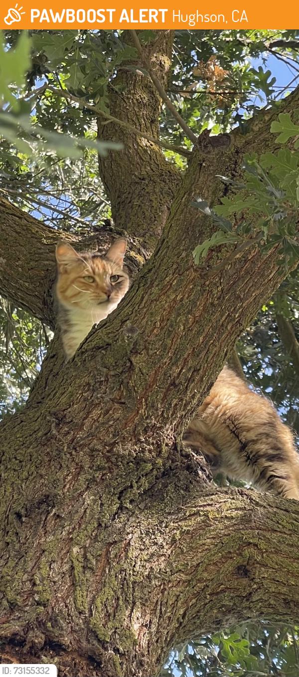Found/Stray Unknown Cat last seen Hughson park, Hughson, CA 95326
