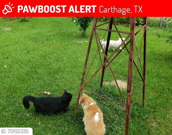Lost Female Cat last seen Neighborhood behind old bowling alley, Carthage, TX 75633