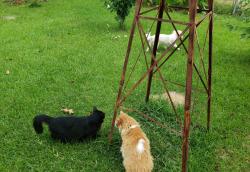 Lost Female Cat last seen Neighborhood behind old bowling alley, Carthage, TX 75633