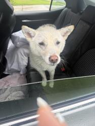 Found/Stray Unknown Dog last seen Old Norcross Rd & Creek Hallow Dr, Gwinnett County, GA 30096