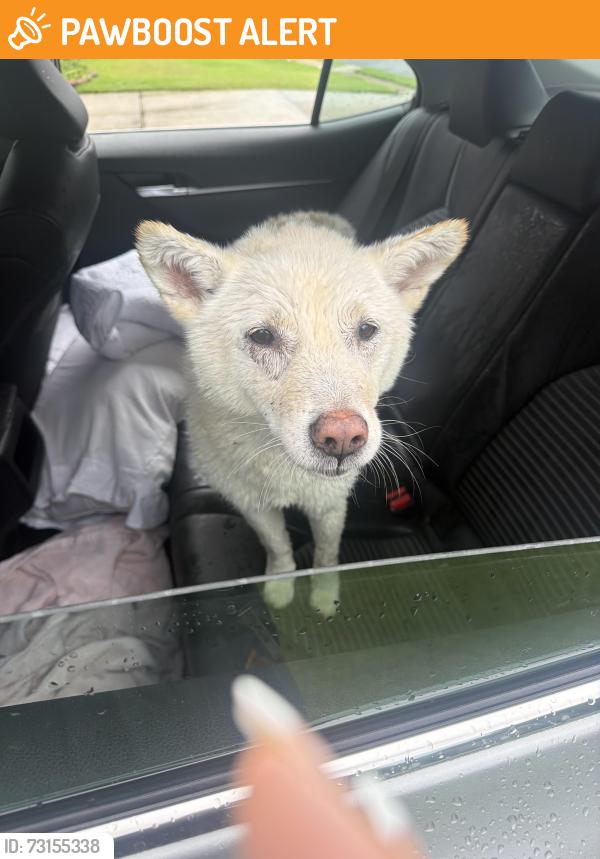 Found/Stray Unknown Dog last seen Old Norcross Rd & Creek Hallow Dr, Gwinnett County, GA 30096