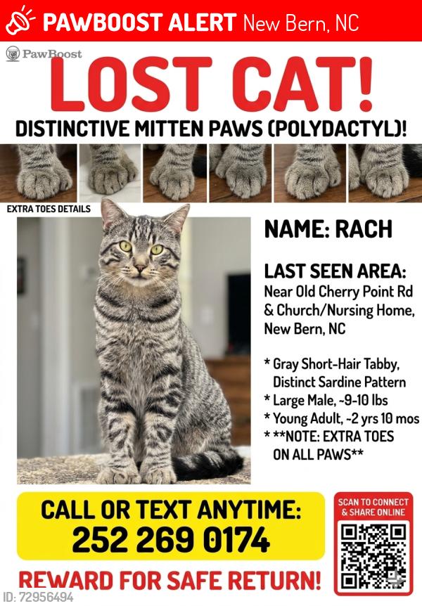 Lost Male Cat last seen Near Old Cherry Point rd between the nursing home and the church, New Bern, NC 28560