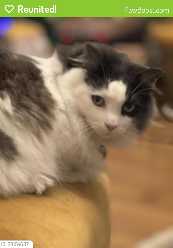 Reunited Female Cat last seen Railroad Tracks, Torrance, CA 90501