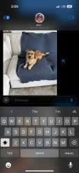 Reunited Male Dog last seen near 2000 West Creek apmts and Mosaic Neighborhood., Richmond, VA 23238