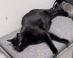 Reunited Male Cat last seen Withrow/Broadview, Toronto, ON M4K 2N4