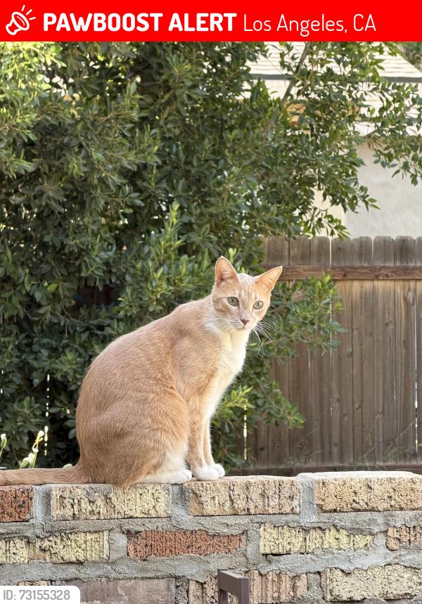 Lost Male Cat last seen Near andora av, Los Angeles, CA 91311