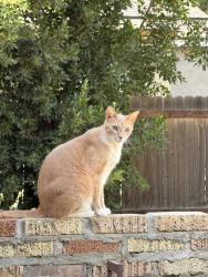 Lost Male Cat last seen Near andora av, Los Angeles, CA 91311