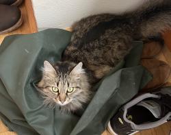 Lost Female Cat last seen 6th Ave NW and 65th St. Ballard, Seattle, WA 98117