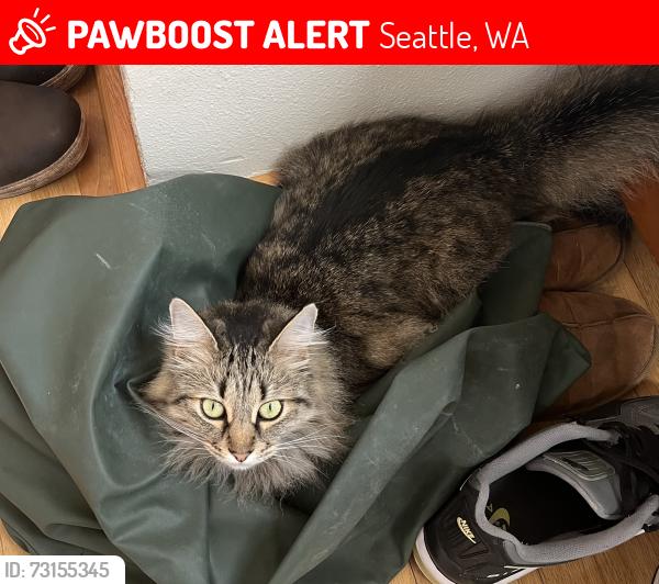 Lost Female Cat last seen 6th Ave NW and 65th St. Ballard, Seattle, WA 98117
