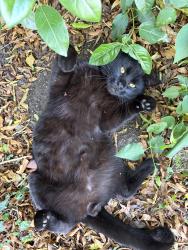 Lost Male Cat last seen Heath close by the queens head pub, Hertfordshire, England AL5 1QP