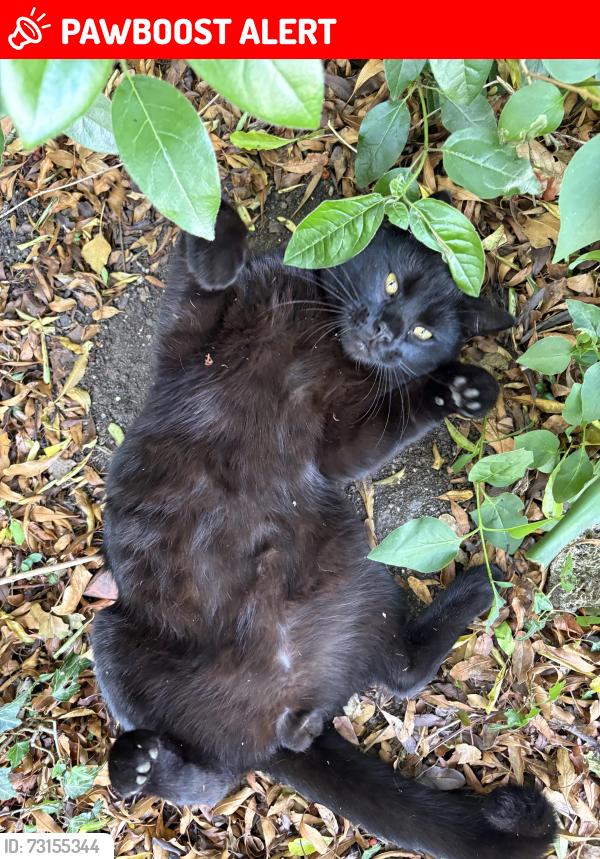 Lost Male Cat last seen Heath close by the queens head pub, Hertfordshire, England AL5 1QP