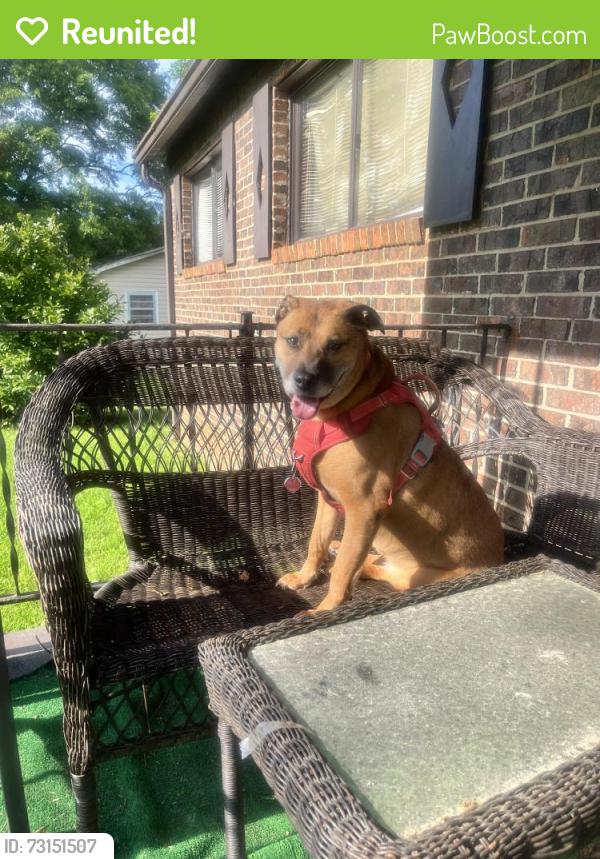 Reunited Female Dog last seen Shiloh rd jenkinsburg, ga 30234, Jenkinsburg, GA 30234