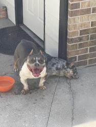 Reunited Female Dog last seen Prince street off 21st and Hillside, Wichita, KS 67214