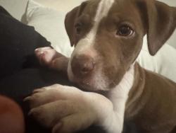 Lost Female Dog last seen Walford & Morse rd, Columbus, OH 43224