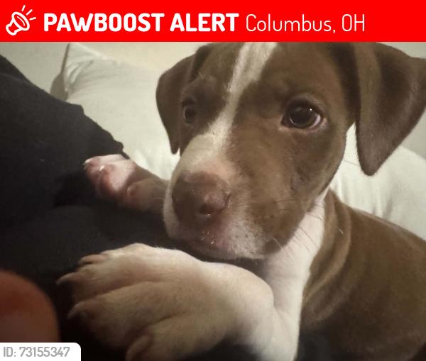 Lost Female Dog last seen Walford & Morse rd, Columbus, OH 43224