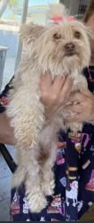 Reunited Female Dog last seen Main street& rancho road, corona, Corona, CA 92882