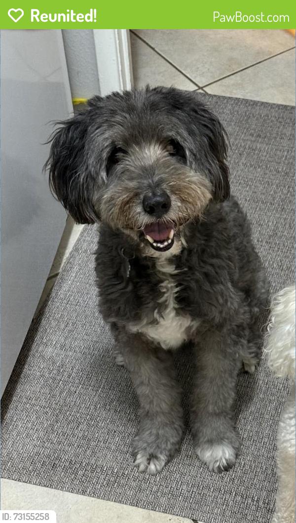 Reunited Male Dog last seen Knightsway Dr, Houston, TX 77083, USA, Houston, TX 77083