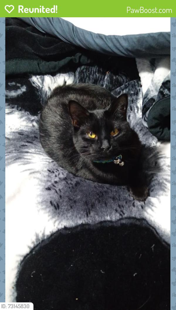Reunited Male Cat last seen SP47PH, Amesbury, England SP4 7PH