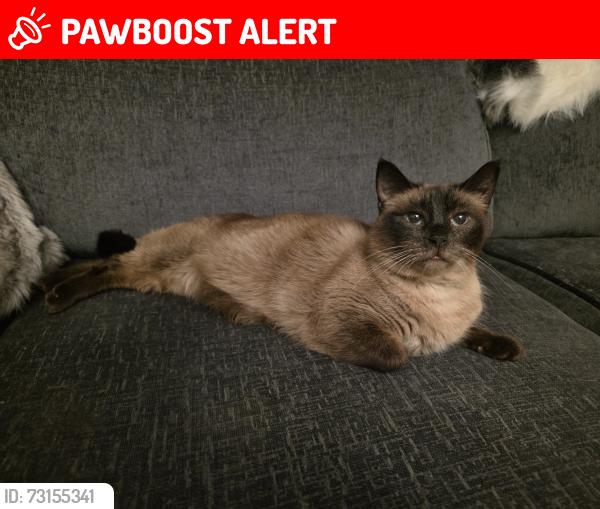 Lost Male Cat last seen Harvey Street flts near the Town Centre, Cornwall, England PL11 2BU