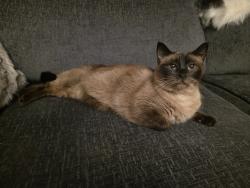 Lost Male Cat last seen Harvey Street flts near the Town Centre, Cornwall, England PL11 2BU