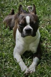 Lost Male Dog last seen Cougar park, El Paso, TX 79927