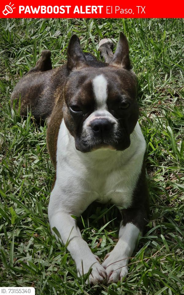 Lost Male Dog last seen Cougar park, El Paso, TX 79927