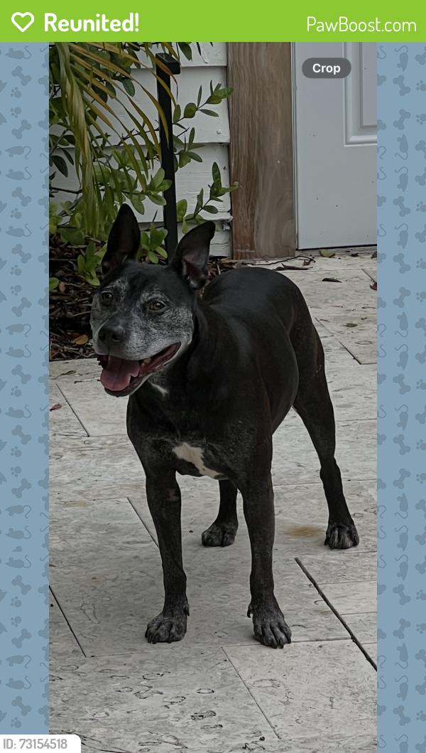Reunited Male Dog last seen Crescent Lake Drive at 17th Ave N, St. Petersburg, FL 33704
