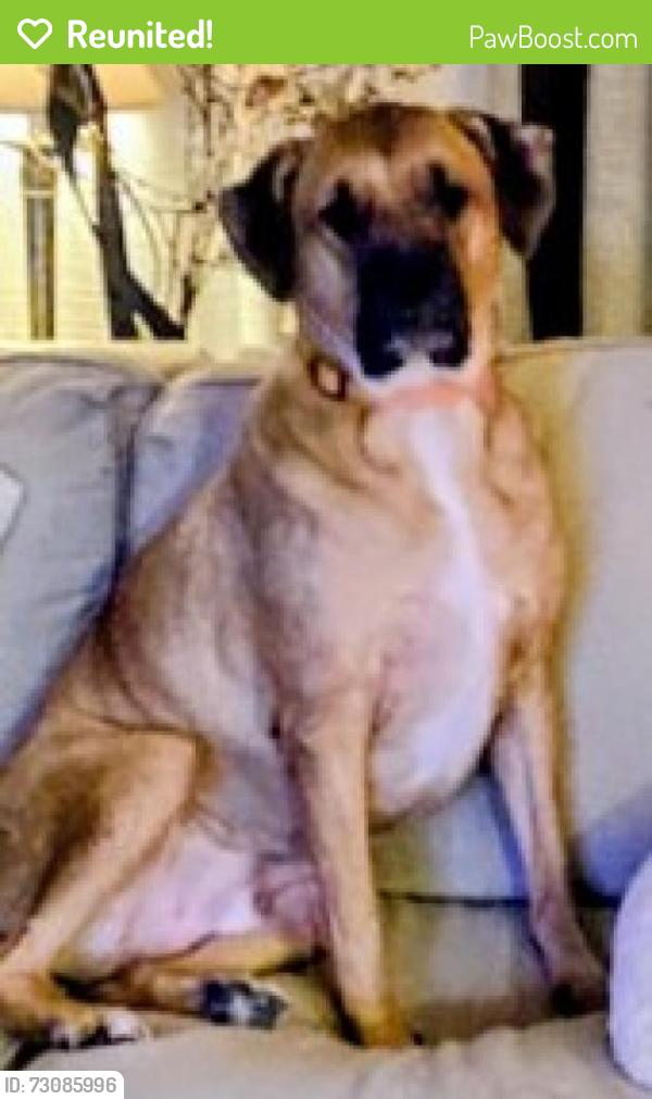 Reunited Male Dog last seen W Lakeside Ave, Cleveland, OH, USA, Cleveland, OH 44114