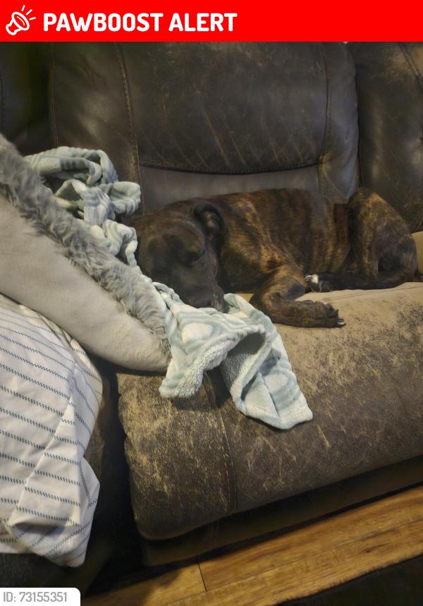 Lost Male Dog last seen Citrus st., Altamonte Springs, FL 32701