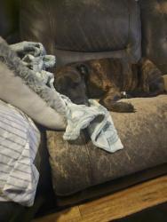 Lost Male Dog last seen Citrus st., Altamonte Springs, FL 32701
